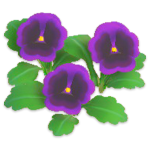 a purple pansy flower