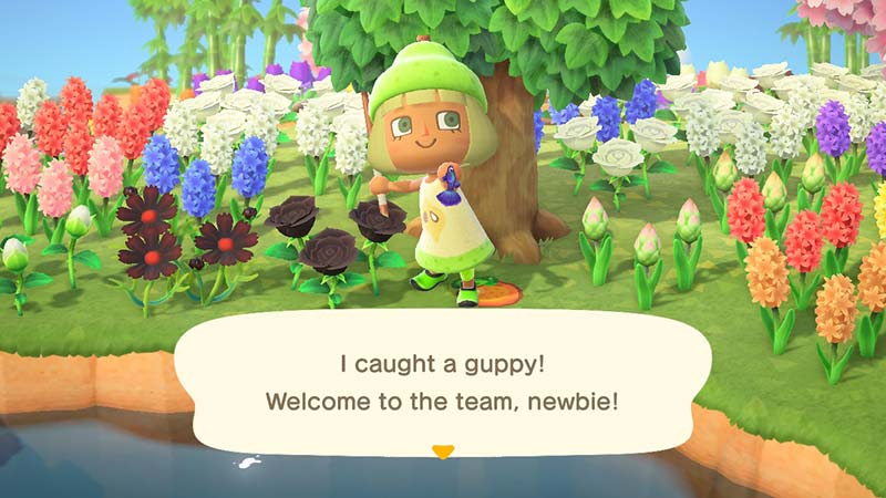 Animal Crossing Catch Quotes and Images